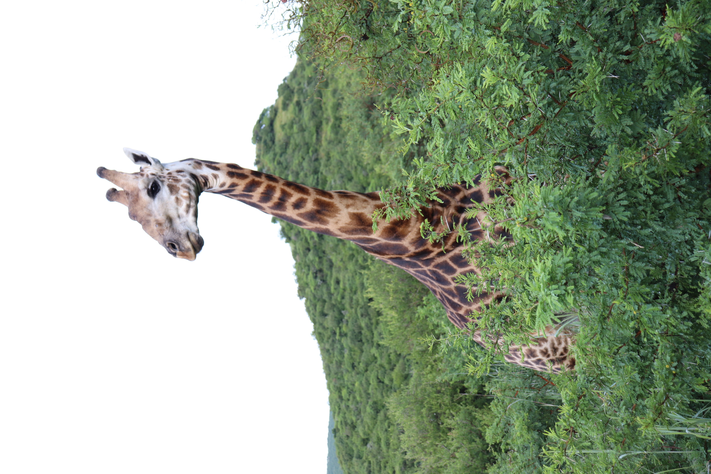Giraffe standing tall amongst acacia in the Ladysmith bushveld