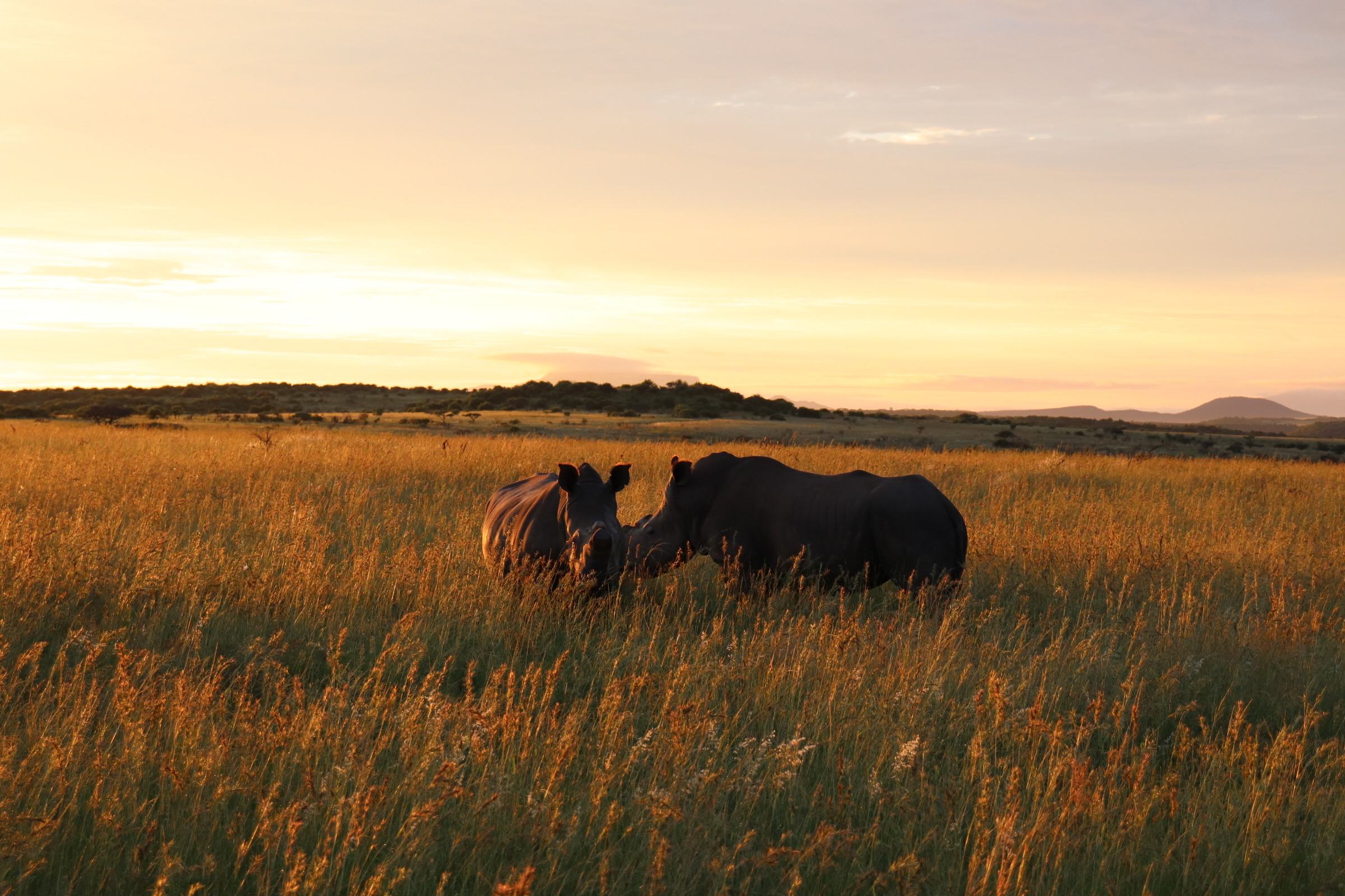 Two rhinos in golden grass at sunset